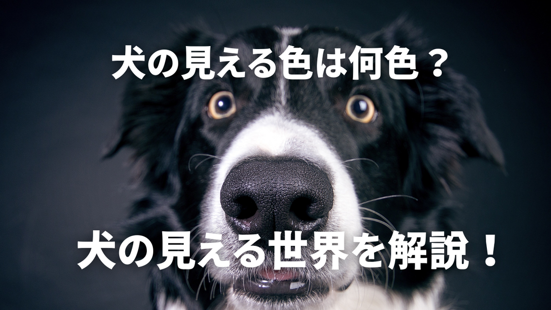 犬の見える色は何色?犬の見えている世界をご紹介します!