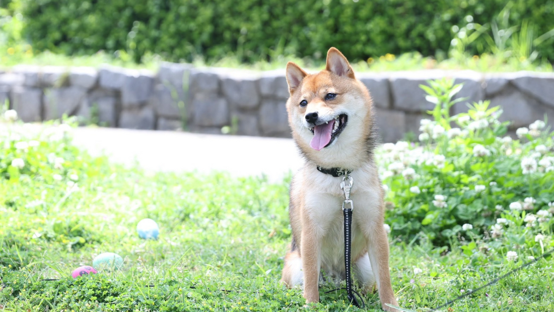 犬が家族の中で一番好きな人にだけ見せる行動6選