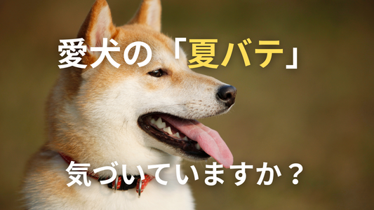 愛犬の「夏バテ」、気づいていますか?今すぐできる、愛犬の夏バテ対策ガイド