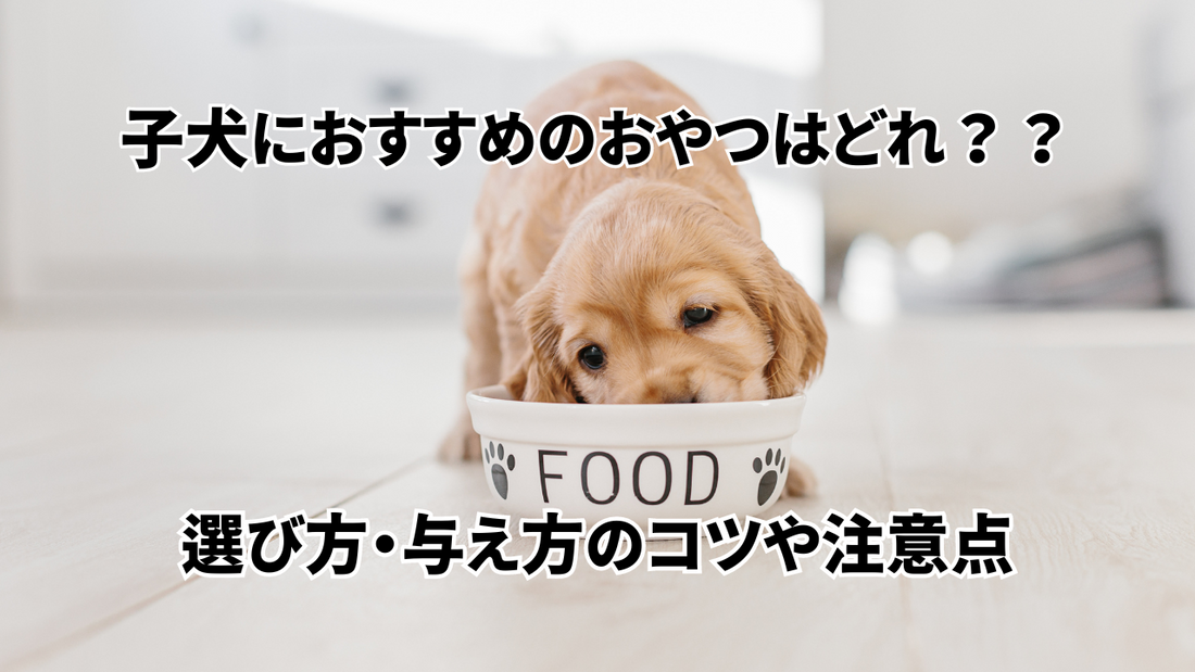 子犬におすすめのおやつはどれ??選び方・与え方のコツや注意点