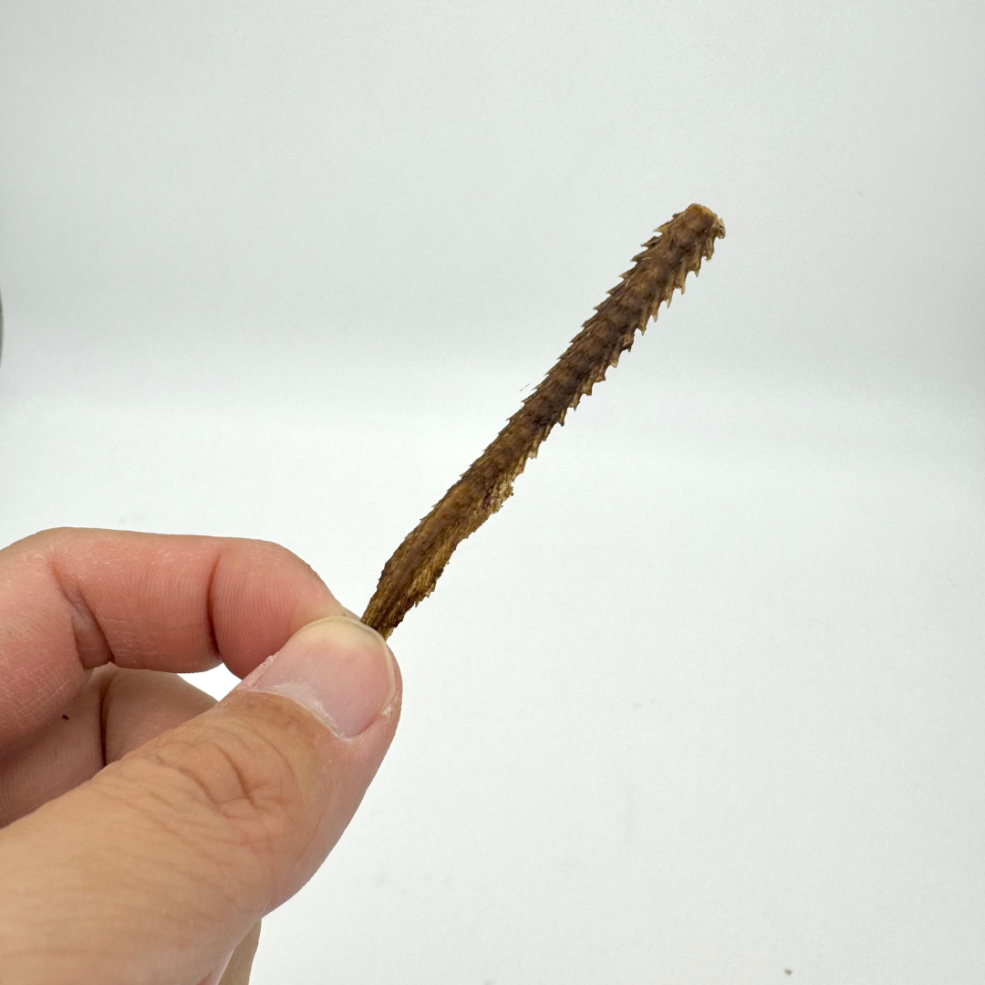 国産鰻 うなぎボーンジャーキー 30g