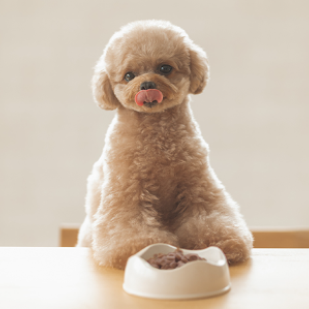 犬用ドライフード yum yum yum! 馬肉 ドライタイプ