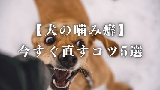 【犬の噛み癖】今すぐできる！犬の噛み癖を直すコツ5選