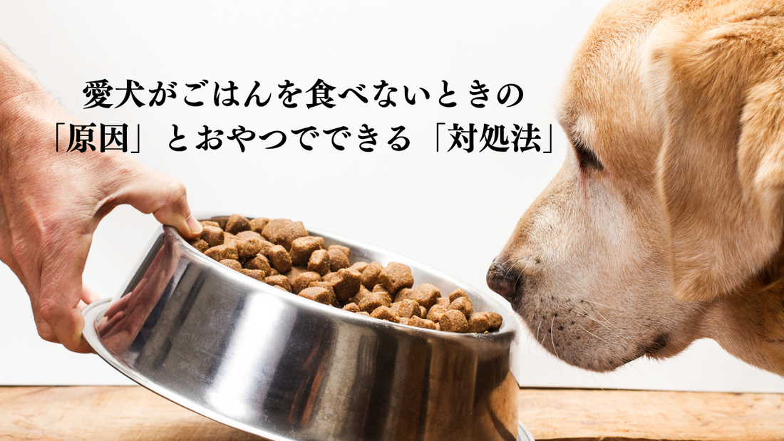 【獣医に行く前に】犬がごはんを食べないときの原因とおやつでできる対処法