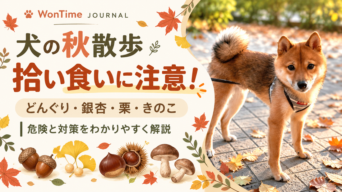 犬の秋散歩は拾い食いに注意｜どんぐり・銀杏・栗・きのこの危険と対策
