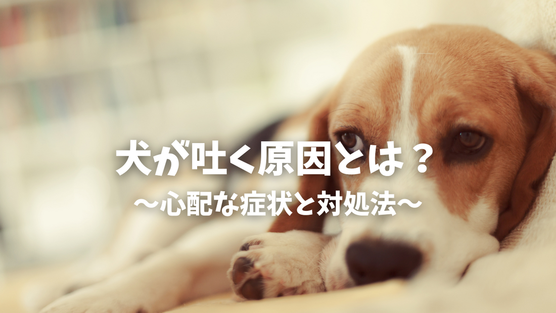 犬が吐く原因とは？心配な症状と対処法をわかりやすく解説