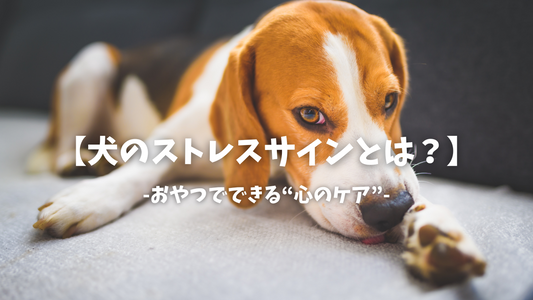 【犬のストレスサインとは？】おやつでできる心のケア