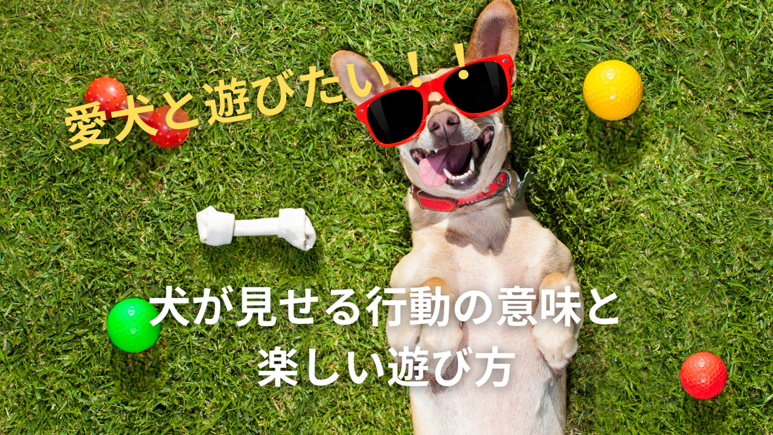 愛犬と遊びたい！犬が見せる行動の意味と楽しい遊び方