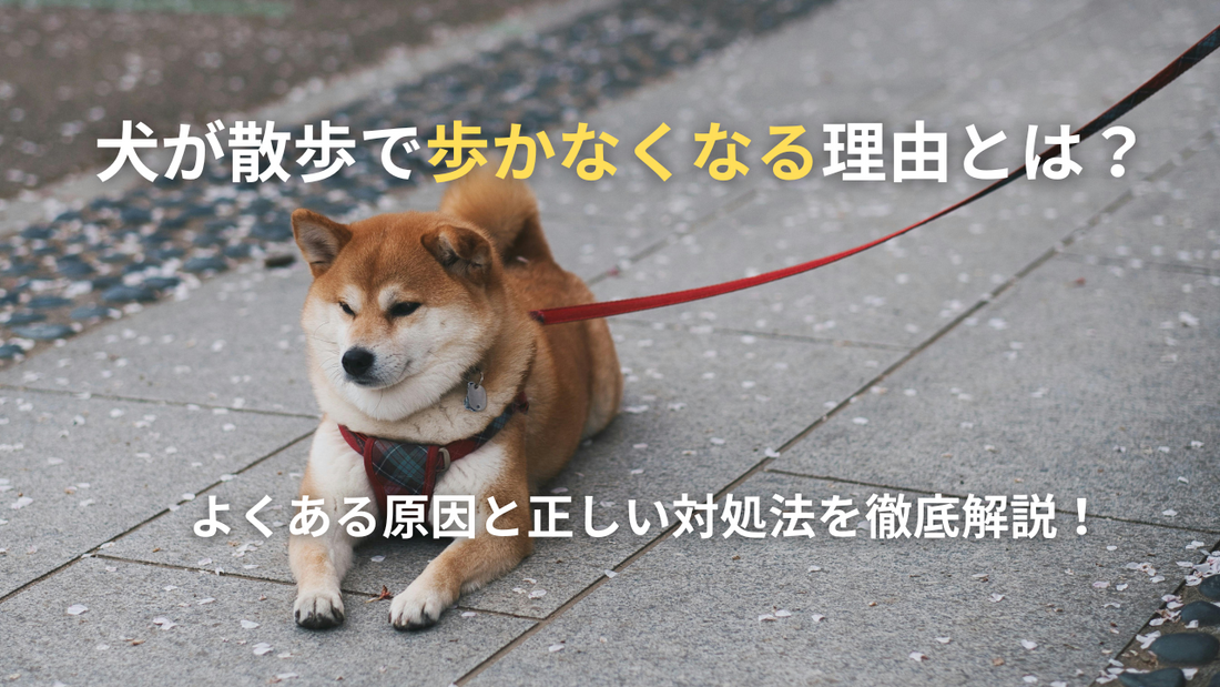 【保存版】犬が散歩で歩かなくなる理由とは？よくある原因と正しい対処法を徹底解説！