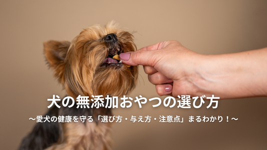犬の無添加おやつの選び方 ～愛犬の健康を守る「選び方・与え方・注意点」まるわかり！～
