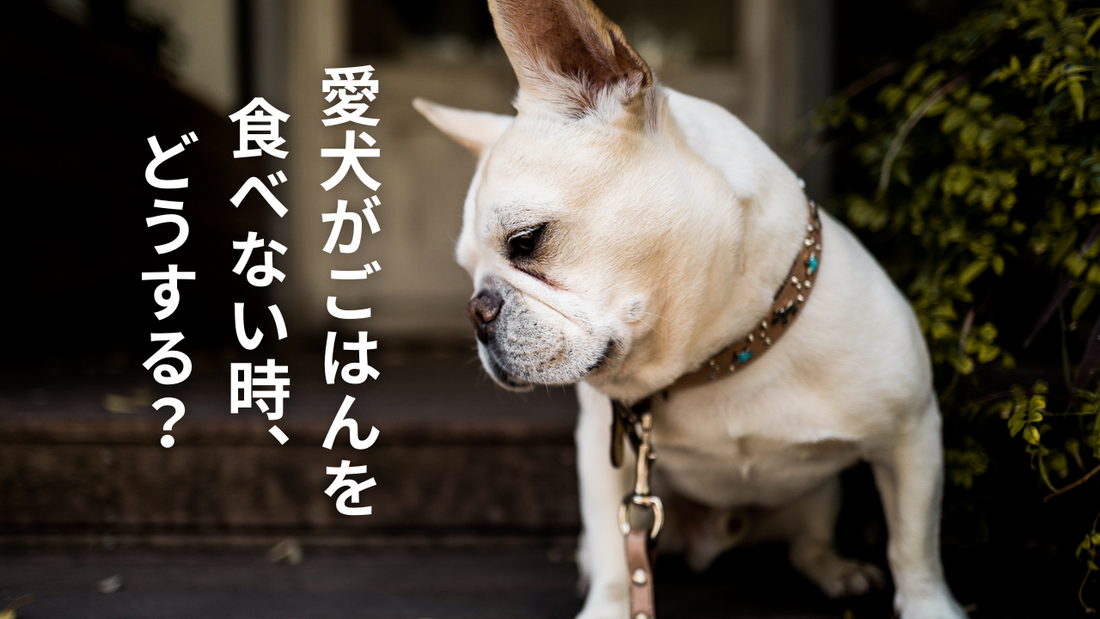 愛犬がごはんを食べない時、どうする？ 夏の“食欲スイッチ”の入れ方ガイド