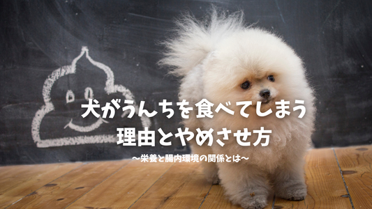 犬がうんちを食べてしまう理由とやめさせ方｜栄養と腸内環境の関係とは