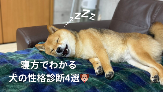 寝方でわかる犬の性格診断4選🐶