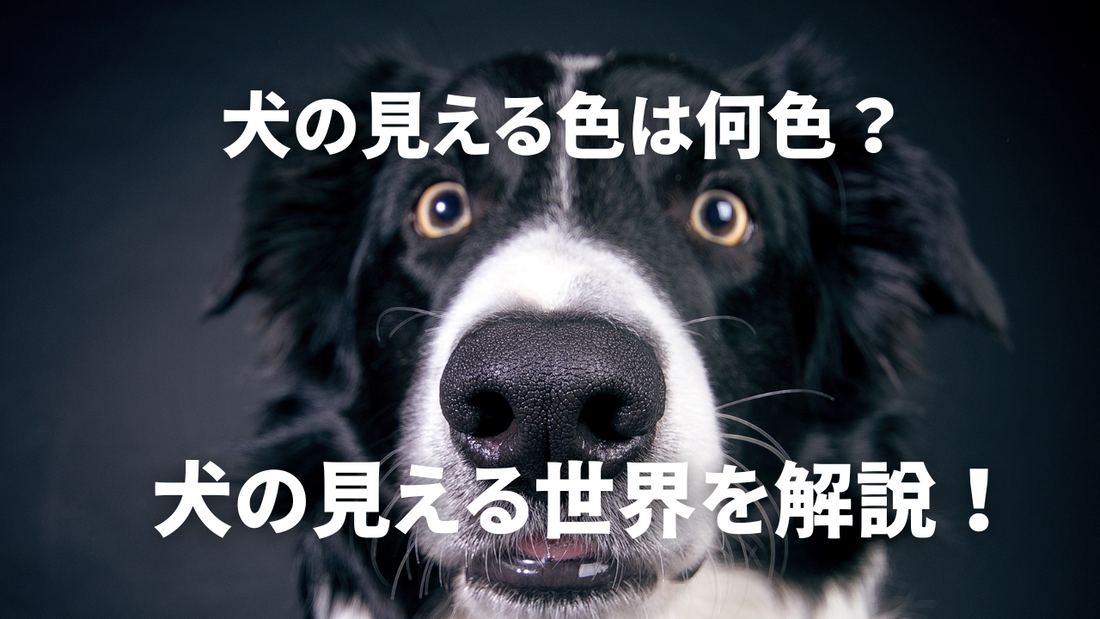 犬の見える色は何色？犬の見えている世界をご紹介します！