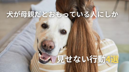 犬が母親だとおもっている人にしか見せない行動4選