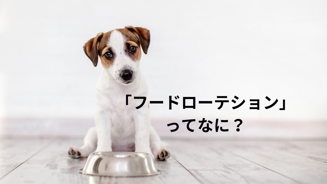 愛犬の健康増進に役立つ「フードローテーション」って知ってる？？