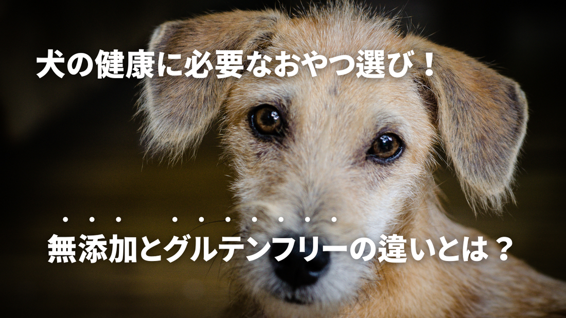 犬の健康に必要なおやつ選び！無添加とグルテンフリーの違いとは？