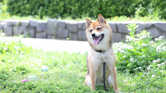 犬が家族の中で一番好きな人にだけ見せる行動６選