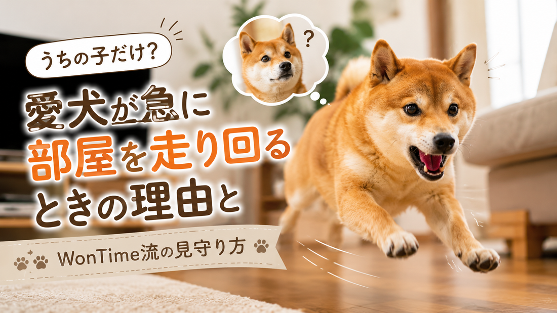 うちの子だけ？愛犬が「急に部屋を走り回る」ときの本当の理由とWonTime流の見守り方