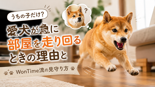 うちの子だけ？愛犬が「急に部屋を走り回る」ときの本当の理由とWonTime流の見守り方