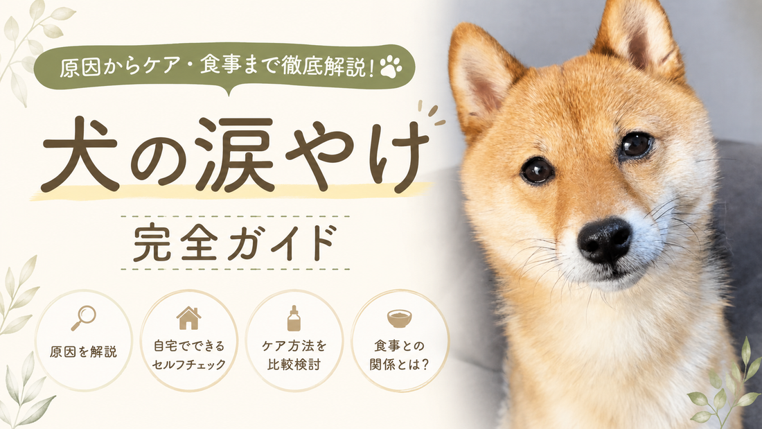 犬の涙やけの原因と正しいケア方法とは？ペットフーディストが徹底解説