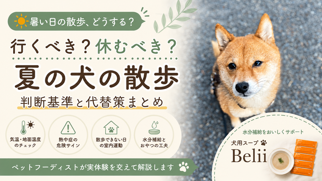 犬の夏の散歩「行くべき？休むべき？」問題を徹底解説
