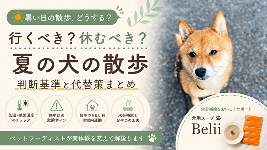 犬の夏の散歩「行くべき？休むべき？」問題を徹底解説