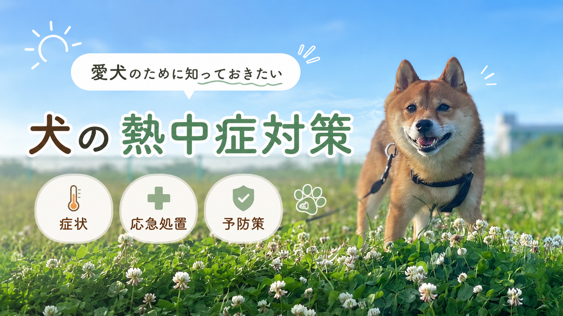 【保存版】犬の熱中症対策完全ガイド