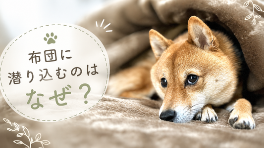 犬が飼い主の布団に潜り込む理由とは？ペットフーディストが徹底解説