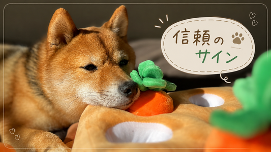 犬が信頼する人にだけ見せる行動9選｜愛犬からの「信頼サイン」を徹底解説