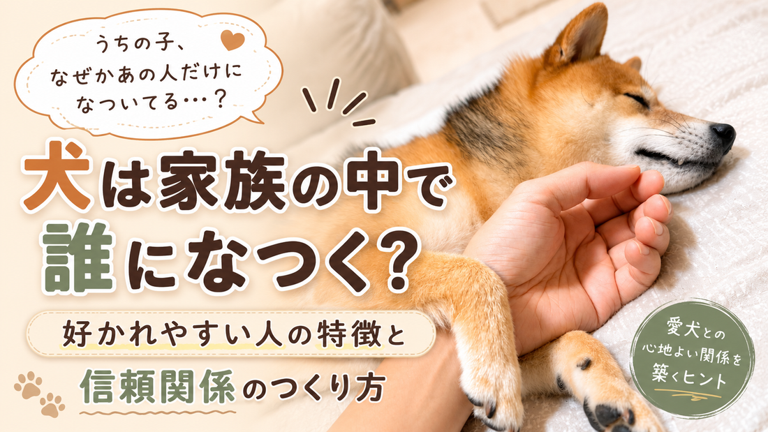 犬は家族の中で誰になつく？好かれやすい人の特徴と信頼関係の築き方