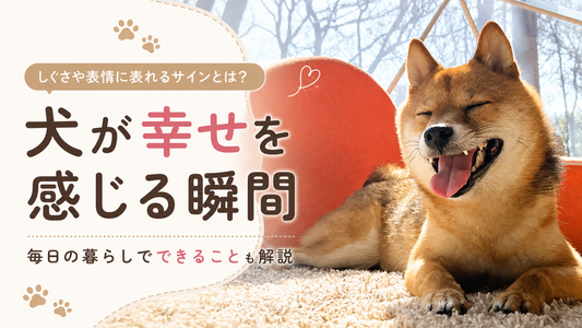 犬が幸せを感じる瞬間とは？幸福のサインと愛犬のためにできること
