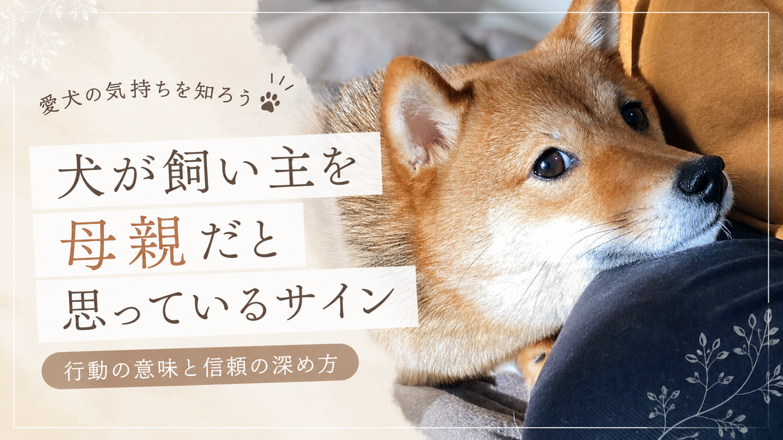 犬が飼い主を母親だと思っているときに見せる行動4選｜甘えと依存の見分け方