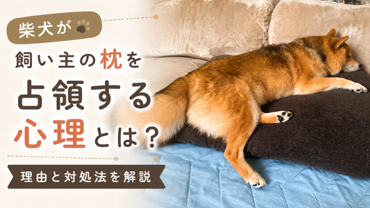 柴犬が飼い主の枕で寝る理由とは？自分の枕を使わない心理と対処法　