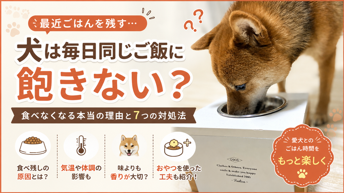 犬は毎日同じご飯でも飽きない？食べなくなる本当の理由と7つの対処法