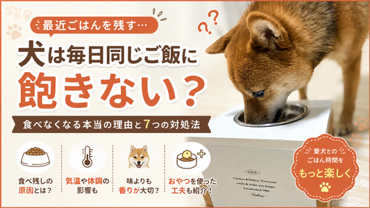 犬は毎日同じご飯でも飽きない？食べなくなる本当の理由と7つの対処法