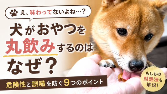 犬がおやつを丸飲みするのはなぜ？危険性と誤嚥を防ぐ9つのポイント