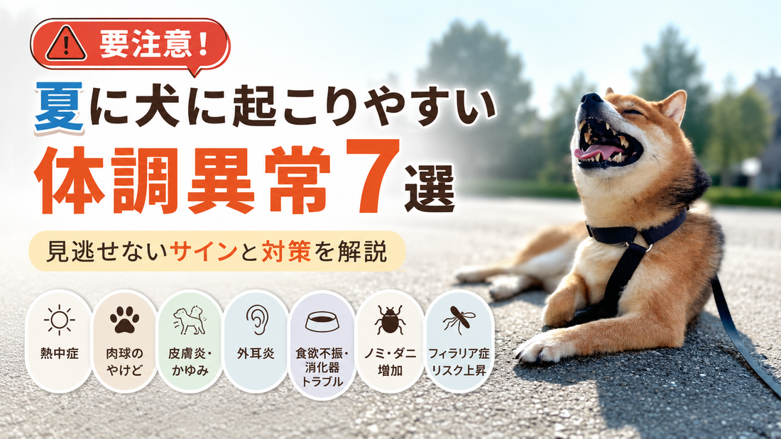 【獣医師相談の目安も解説】夏に犬に起こりやすい体調異常7選｜症状・予防・受診サイン