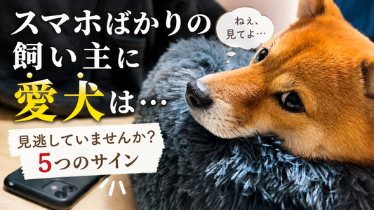 飼い主がスマホを見続けると愛犬はどうなる？犬が送る5つの構ってサイン