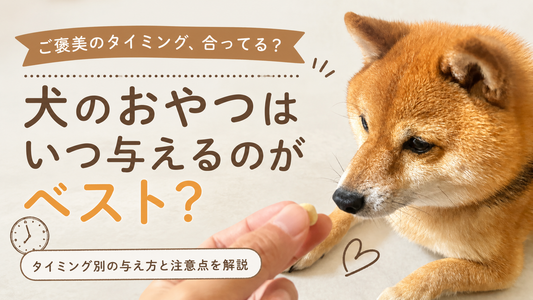 犬のおやつはいつ与えるのがベスト？タイミング別の与え方と注意点を解説