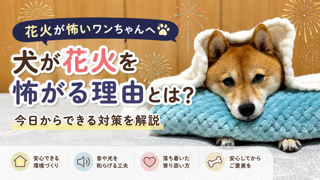 犬が花火を怖がる理由とは？今日からできる対策と安心させる方法