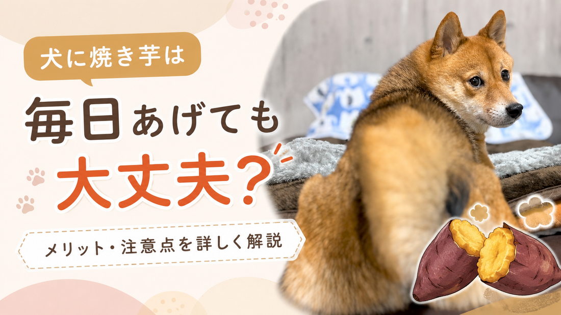 犬に焼き芋は毎日あげても大丈夫？適量・メリット・注意点を詳しく解説
