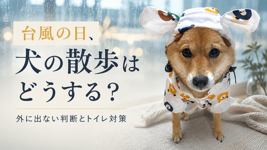 台風の日、犬の散歩はどうする？行かない判断基準・室内トイレ・運動不足対策