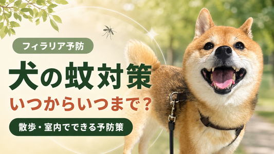 犬の蚊対策はいつからいつまで？フィラリア予防と散歩・室内対策