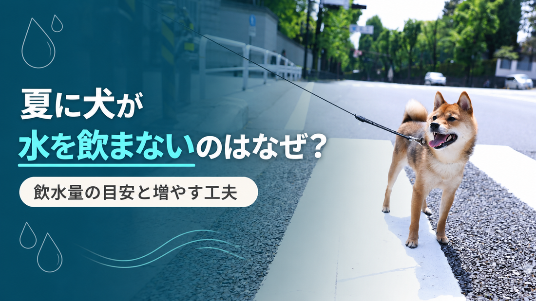 夏に犬が水を飲まない原因は？飲水量の目安と水分補給の工夫