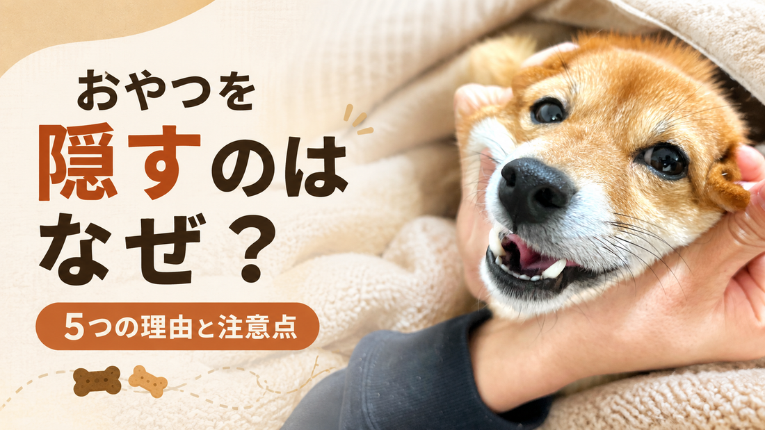 犬がおやつを隠すのはなぜ？5つの理由と注意点・対処法を解説
