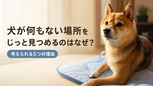 犬が何もない場所をじっと見つめるのはなぜ？考えられる5つの理由と注意すべきサイン