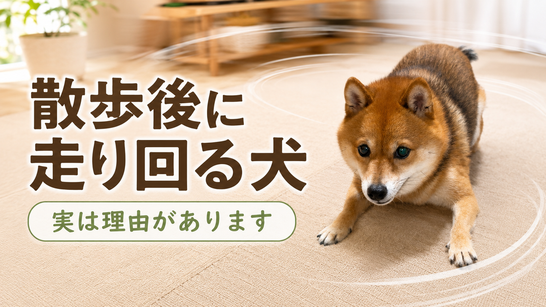 犬が散歩後に走り回るのはなぜ？理由と注意したい5つのサイン