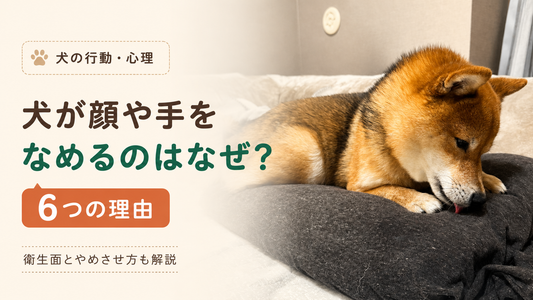 犬が飼い主の顔や手をなめる理由6選｜やめさせ方と衛生上の注意点