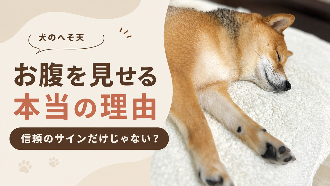 犬がお腹を見せる本当の理由｜へそ天は「信頼」のサインだけではありません